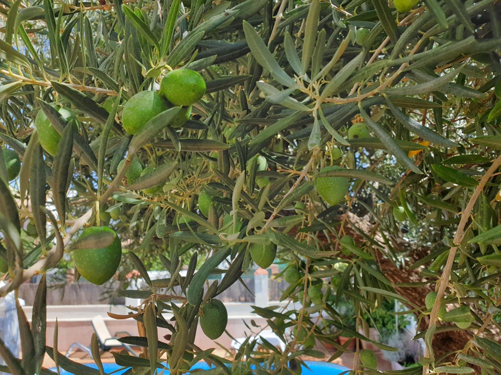 Alojamiento El Olivo Ronda Phòng bức ảnh